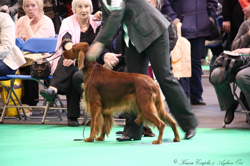 Crufts2011 595.jpg